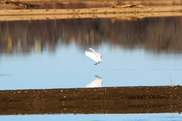 istock Egret on clear lake with reflection and smooth water 1203760821