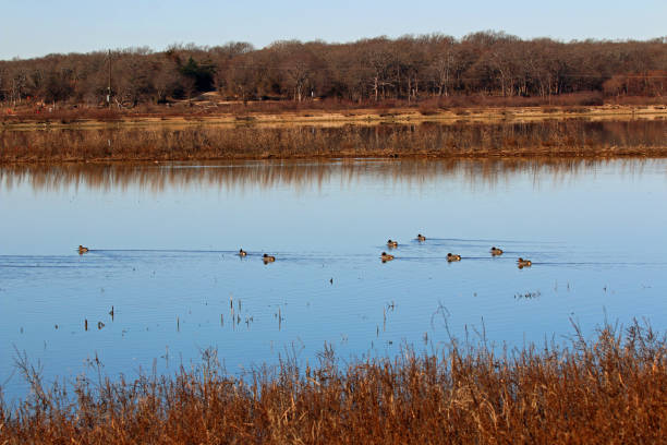 istock Ducks gliding across water on serene pond on winter morning 1203760826