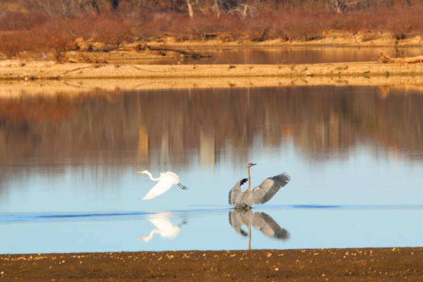 istock Egret on clear lake with reflection and smooth water 1203760830