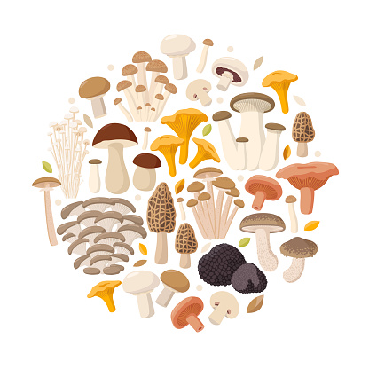 Edible Mushrooms big collection of vector flat illustrations isolated on white background composed in round. Cep, chanterelle, honey agaric, enoki, morel, oyster mushrooms, King oyster, shimeji, champignon, shiitake, black truffle.