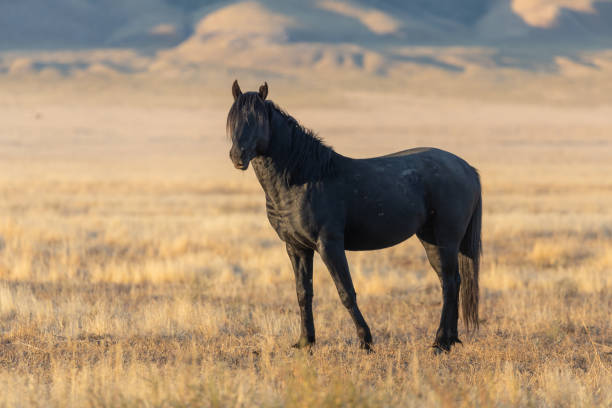 istock Wild Horse Stallion in Utah 1203762973