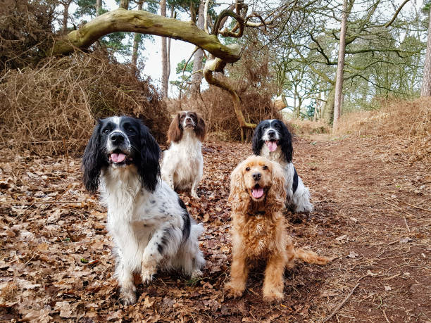 istock A walk in the woods 1203763040