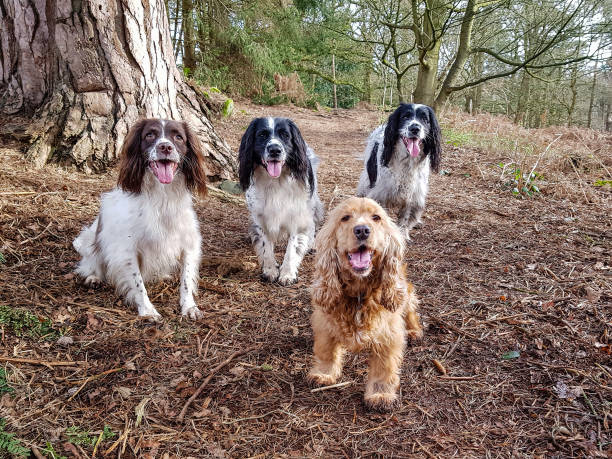 istock A walk in the woods 1203763044