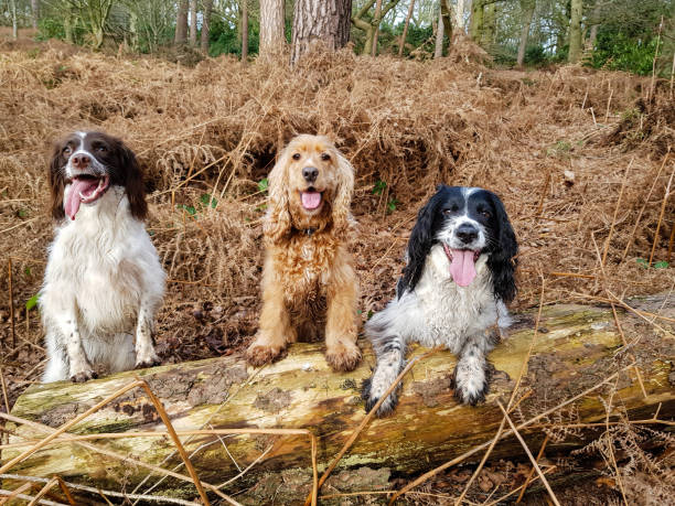 istock A walk in the woods 1203763051