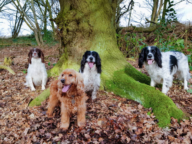 istock A walk in the woods 1203763055