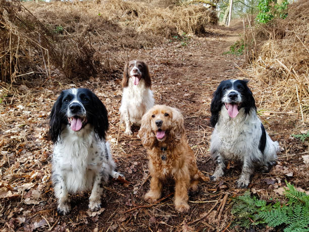 istock A walk in the woods 1203763056