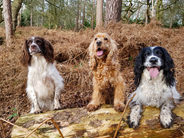 istock A walk in the woods 1203763068