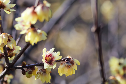 Yellow and fragrant flowers blooming from winter to early spring