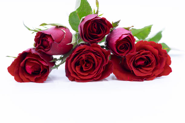 istock Beautiful red rose isolated on white background. 1203766138
