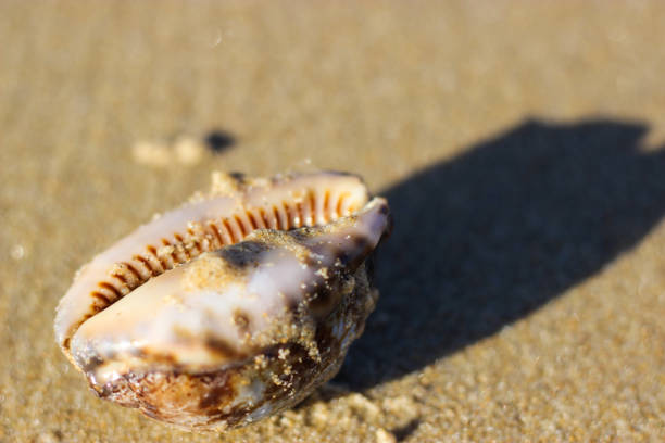 istock Close-up of Washed Up Shell on Beach 1203768384