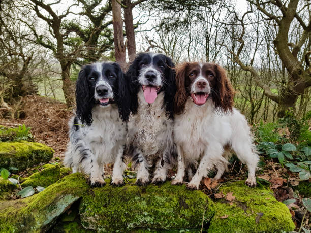 Supersonic hastighed Arashigaoka violet 80+ Springer Spaniel Mix Stock Photos, Pictures & Royalty-Free Images - iStock Supersonic hastighed Arashigaoka violet 80+ Springer Spaniel Mix Stock Photos, Pictures & Royalty-Free Images - iStock