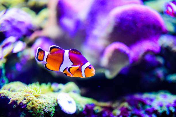 istock Wonderful and beautiful underwater world with corals and tropical fish. 1203770051
