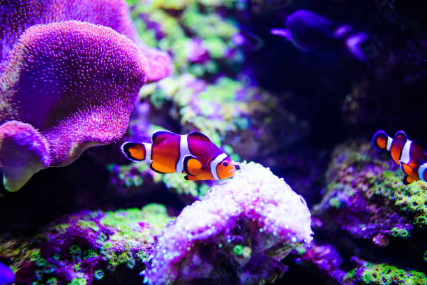 istock Wonderful and beautiful underwater world with corals and tropical fish. 1203770075