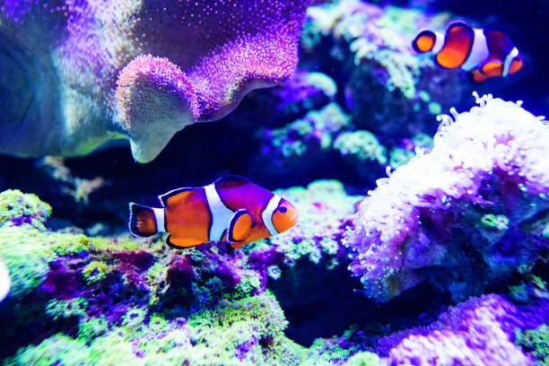 istock Wonderful and beautiful underwater world with corals and tropical fish. 1203770085