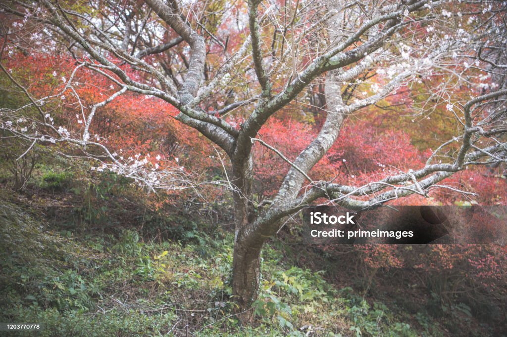 Japan Trees Path Walking Path Under The Beautiful Sakura Tree Or Cherry Tree Tunnel In ...