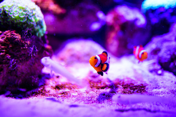 istock Wonderful and beautiful underwater world with corals and tropical fish. 1203771485