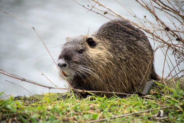 nutria em pé na água da fronteira - nutria rodent beaver water - fotografias e filmes do acervo