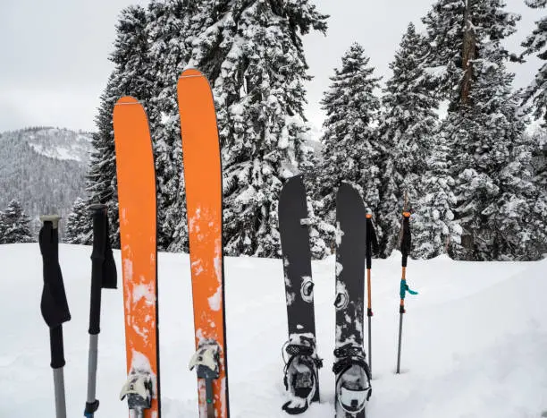 Mountain skis, splitboard and poles in snow at spruce forest background at winter day. Sport ski touring equipment