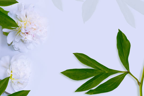 istock Colorful bright flower peony. 1203775713