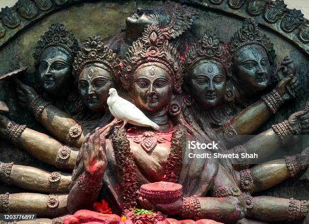 A White Pigeon Offering Its Prayers To The Goddess By Sitting On Her  Garland In A
