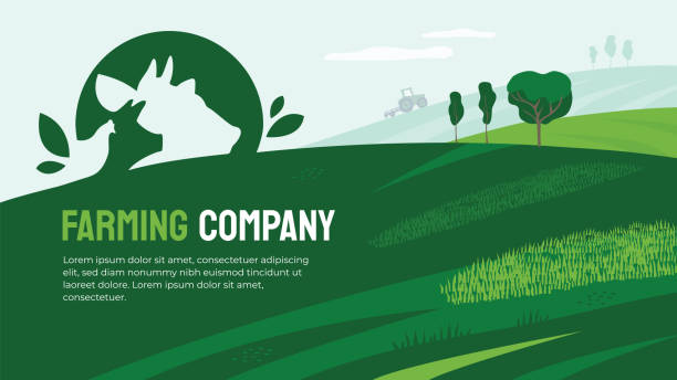 Farming company illustration with farm animals Vector illustration of agriculture with farm animals icon. Design for farming company with agricultural field and tractor. Sign with cow, pig and chicken. Template for banner, print, flyer, layout, ad chicken meat illustrations stock illustrations