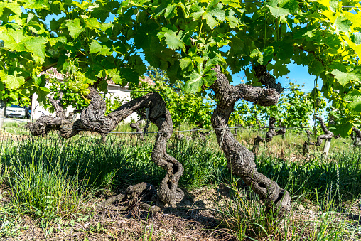 Close-up of old grape vine