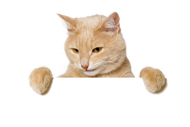 istock Cat holding a blank sign isolated on white 1203778049
