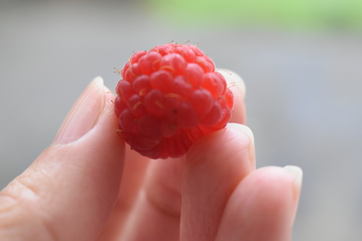 An extreme close-up of a ripe raspberry. The raspberry is red in colour ready to be picked.