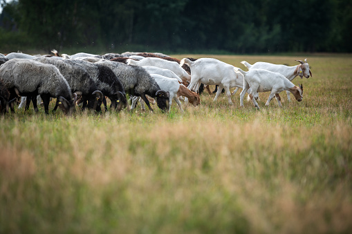 Luneburg Heath, Germany: A herd of goats and german grey heath.