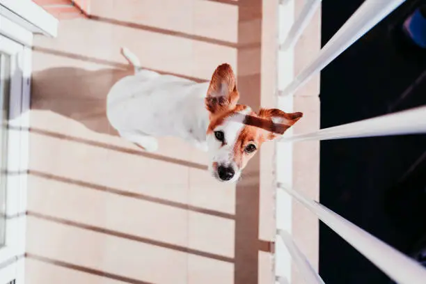 Photo of cute dog standing on a sunny day on a balcony