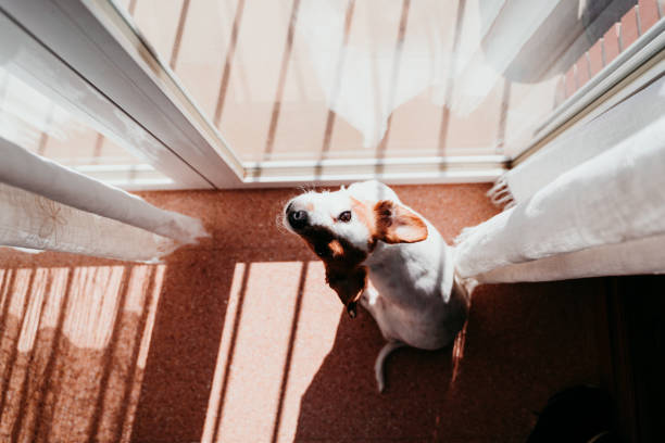istock cute dog standing on a sunny day by the window 1203778996