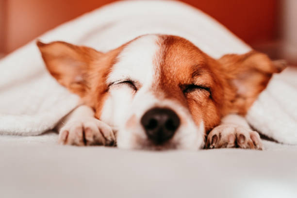 istock cute small jack russell dog resting on bed on a sunny day covered with a blanket 1203779031
