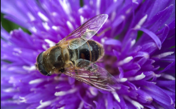 istock A pretty purple dahlia flower with a bee crawling on it 1203779208