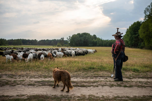 Luneburg Heath, Germany - July 28, 2019: A shepherd watches his herd of goats and german grey heather in the Luneburg Heath.