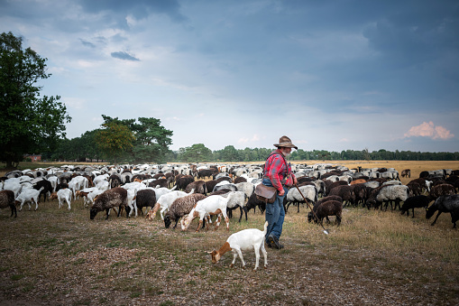 Luneburg Heath, Germany - July 28, 2019: A shepherd watches his herd of goats and german grey heather in the Luneburg Heath.