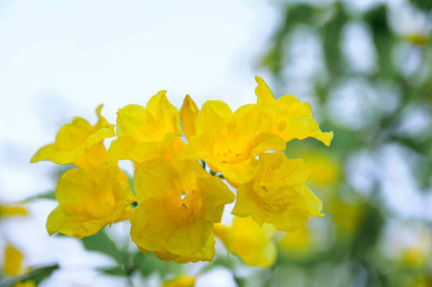istock Yellow elder flower, Trumpetbushes flower 1203780415