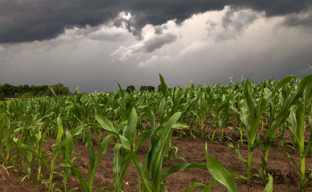 istock Dark storm skies looming over corn fields. 1203780437