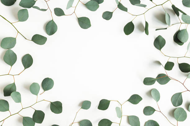 istock Eucalyptus leaves on white background. Frame made of eucalyptus branches. Flat lay, top view, copy space 1203781541