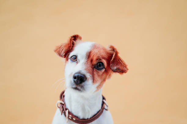 istock cute jack russel dog sitting over yellow background 1203782292
