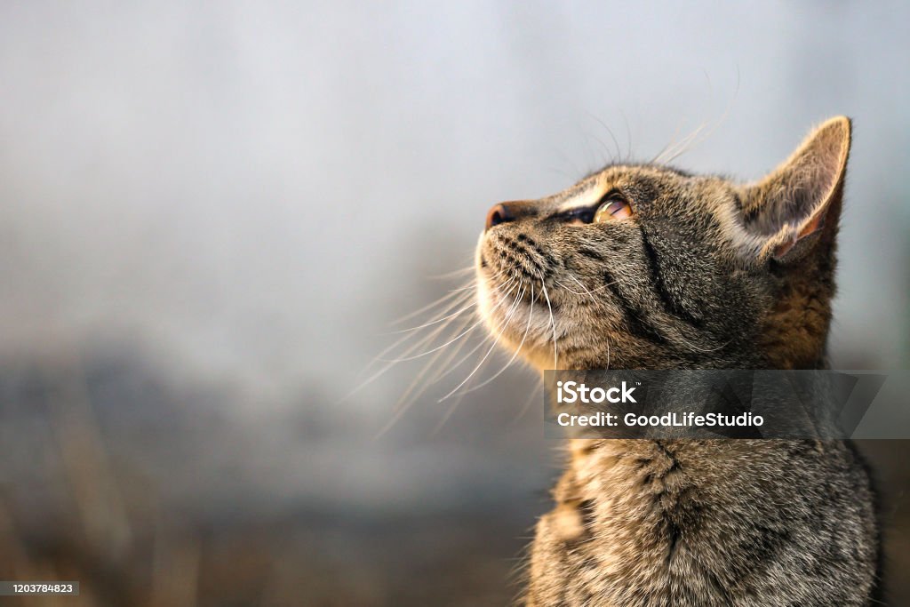 Meow Domestic European shorthair female cat, about 12 months old. Domestic Cat Stock Photo