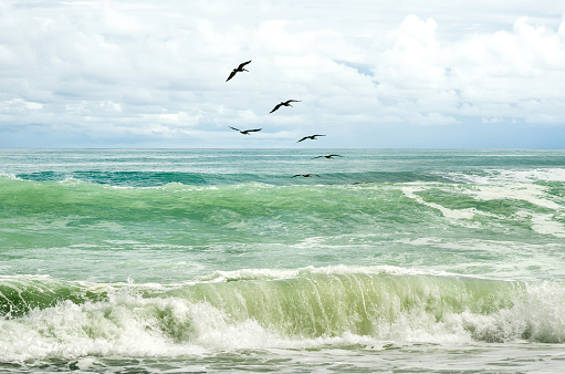 A flock of birds flying over the ocean in Corcovado National Park, Costa Rica. Blue and green sea waves crashing onto the shore.