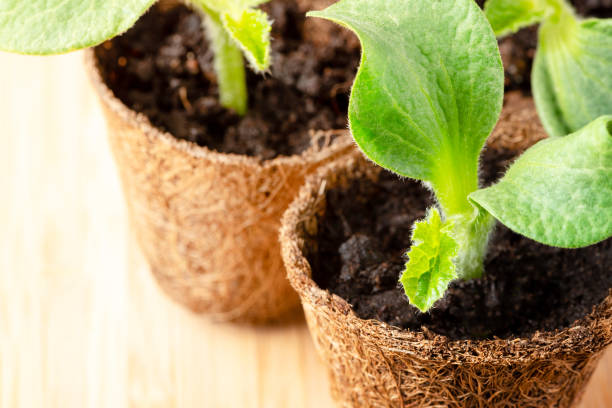 istock Young seedlings in biodegradable pots close-up 1203786298