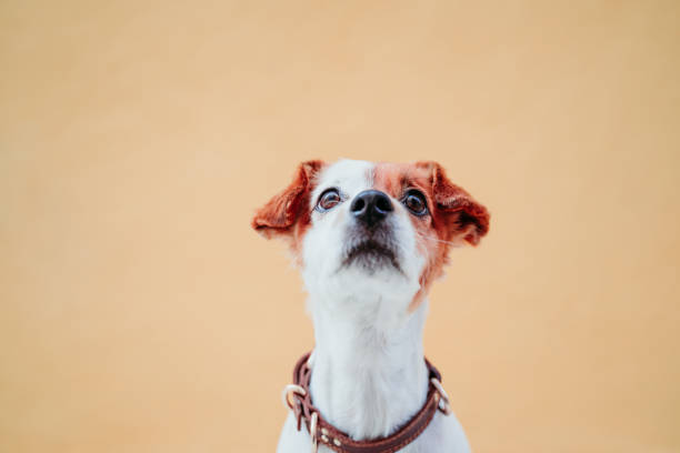 istock cute jack russel dog sitting over yellow background 1203786372