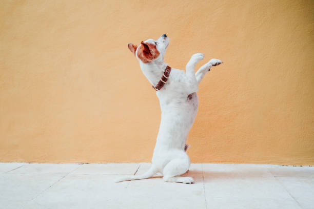 istock cute jack russel dog sitting over yellow background 1203786492
