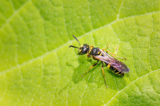istock Crabronidae wasp on a green leaf 1203787574