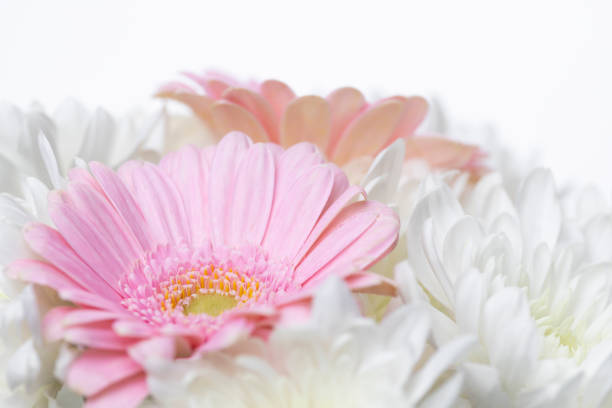 Still life of flowers on white background