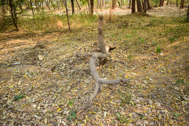 foto de forest stock - tropical rainforest thailand root waterfall fotografías e imágenes de stock