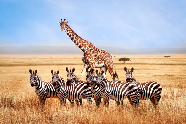 Group Of Wild Zebras And Giraffe In The African Savanna Against The Beautiful Blue Sky With White Clouds Wildlife Of Africa Tanzania Serengeti National Park African Landscape Stock Photo - Download Image Group Of Wild Zebras And Giraffe In The African Savanna Against The Beautiful Blue Sky With White Clouds Wildlife Of Africa Tanzania Serengeti National Park African Landscape Stock Photo - Download Image
