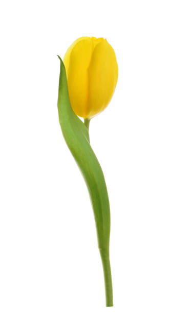 istock yellow tulip flower isolated without shadow clipping path 1203789002