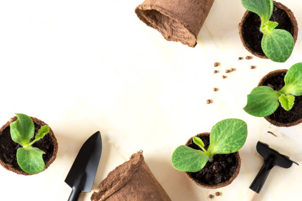 istock Young seedlings in biodegradable pots and garden tools on a white background 1203789084